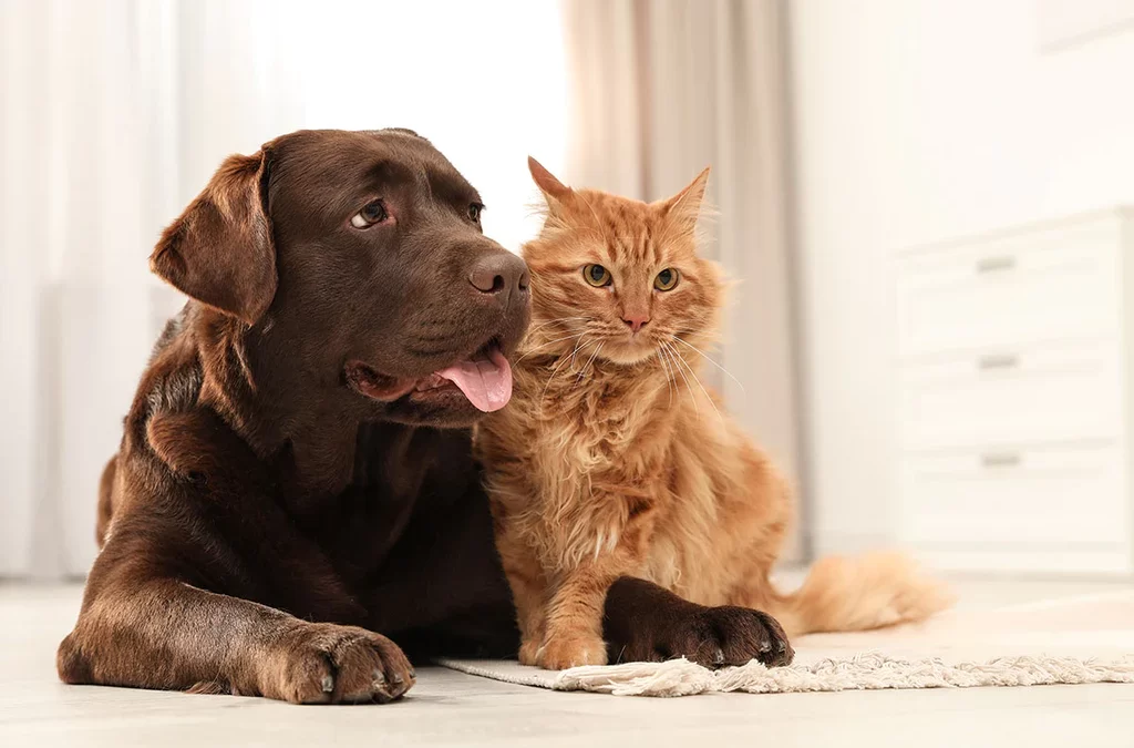 Boosting Immunity in Dogs and Cats